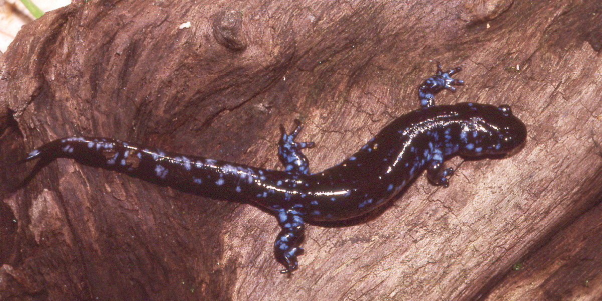 Blue Spotted Salamander